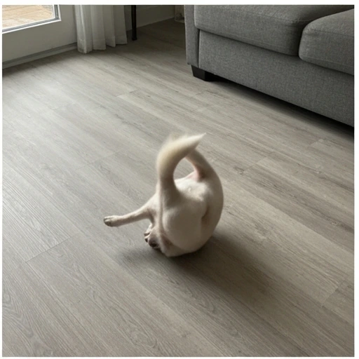 Brittany Spaniel herding practice