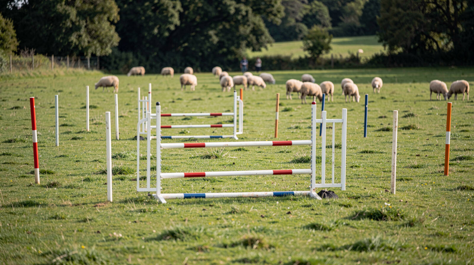 Herding Trial Vocabulary: The Language You Need to Follow the Sport